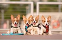 Pembroke Welsh Corgi Puppies for sale in 105 Coffee Rd, Harrisburg, IL 62946, USA. price: NA