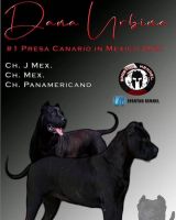 Perro de Presa Canario Puppies Photos