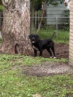 Perro de Presa Canario Puppies for sale in Jacksonville, FL, USA. price: NA