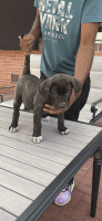 Perro de Presa Canario Puppies for sale in Springfield, OH, USA. price: NA