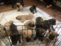 Perro de Presa Canario Puppies for sale in Detroit, MI, USA. price: NA