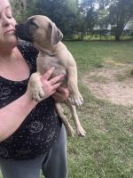 Perro de Presa Canario Puppies for sale in Fayetteville, NC 28311, USA. price: NA