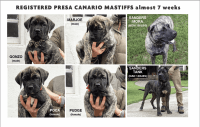 Perro de Presa Canario Puppies for sale in Purcellville, VA 20132, USA. price: NA