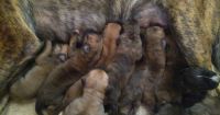 Perro de Presa Canario Puppies for sale in Buda, TX 78610, USA. price: NA