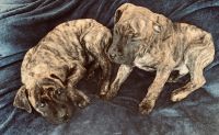 Perro de Presa Canario Puppies for sale in Morris, Oklahoma. price: $2,000