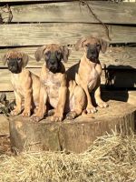 Perro de Presa Canario Puppies for sale in Ellicott City, MD, USA. price: $1,000