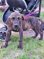 Perro de Presa Canario Puppies for sale in Zephyrhills, Florida. price: $1,500