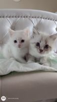 Persian Cats Photos