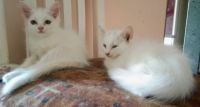 Persian Cats for sale in Thane West, Thane, Maharashtra, India. price: 3000 INR