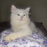 Persian Cats for sale in VP Nagar, Hayagreeva Nagar, Udupi, Karnataka 576104, India. price: 4000 INR