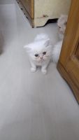 Persian Cats for sale in Kanjirappally, Kerala, India. price: 7000 INR
