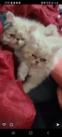 Persian Cats for sale in Sumter, SC, USA. price: NA