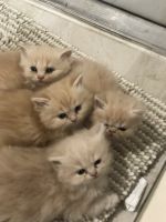 Persian Cats for sale in Miramar, FL, USA. price: NA