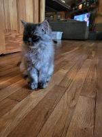 Persian Cats for sale in Nacogdoches, TX, USA. price: NA