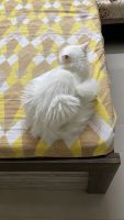 Persian Cats for sale in Lucknow, Uttar Pradesh, India. price: 25000 INR