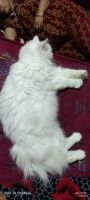 Persian Cats for sale in Hyderabad, Telangana, India. price: 6000 INR
