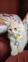 Persian Cats for sale in Moosapet, Hyderabad, Telangana, India. price: NA