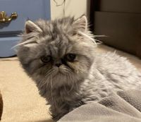 Persian Cats for sale in Langley, BC, Canada. price: NA