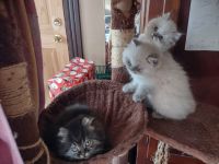 Persian Cats for sale in Worcester, MA, USA. price: NA