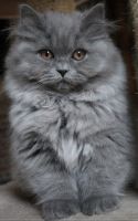 Persian Cats for sale in Princeton, IL 61356, USA. price: NA