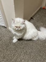 Persian Cats for sale in Mt Laurel Township, NJ, USA. price: NA