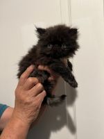Persian Cats for sale in Sandy, OR, USA. price: NA