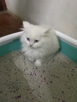 Persian Cats for sale in Jaipur, Rajasthan, India. price: 9500 INR