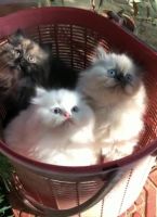Persian Cats for sale in Chennai, Tamil Nadu, India. price: 6500 INR