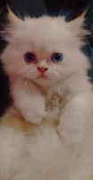 Persian Cats for sale in Chennai, Tamil Nadu, India. price: 12000 INR