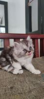 Persian Cats for sale in Alappuzha, Kerala, India. price: 5000 INR