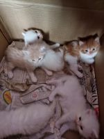 Persian Cats for sale in Coimbatore, Tamil Nadu, India. price: 6500 INR