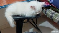 Persian Cats for sale in Hyderabad, Telangana, India. price: 10000 INR