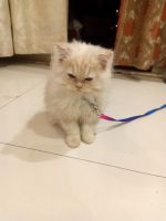 Persian Cats for sale in Pune, Maharashtra, India. price: 9500 INR