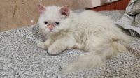 Persian Cats for sale in Chennai, Tamil Nadu, India. price: 6000 INR