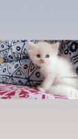 Persian Cats for sale in Bhopal, Madhya Pradesh, India. price: 12000 INR