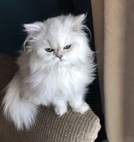 Persian Cats for sale in Ormond Beach, FL 32176, USA. price: NA