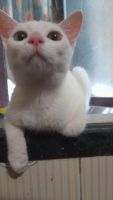 Persian Cats for sale in Mira Road East, Mira Bhayandar, Maharashtra, India. price: 3500 INR