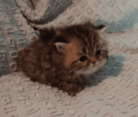 Persian Cats for sale in Houston, TX, USA. price: $1,600