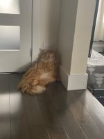 Persian Cats for sale in 725 Pl. Fortier, Saint-Laurent, QC H4L 5B9, Canada. price: $800