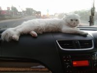 Persian Cats for sale in Ajmer, Rajasthan, India. price: 7,000 INR