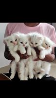 Persian Cats for sale in Dhayari, Pune, Maharashtra, India. price: 5,000 INR