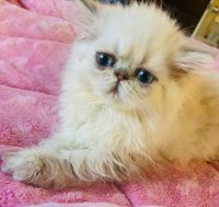 Persian Cats for sale in West Palm Beach, FL, USA. price: $2,000