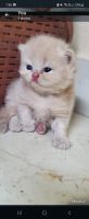 Persian Cats for sale in Hyderabad, Telangana, India. price: 5,000 INR