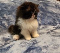 Persian Cats for sale in Gadsden, AL, USA. price: $1,000