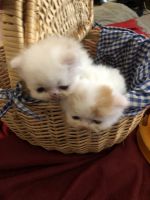 Persian Cats for sale in Houston, TX, USA. price: NA