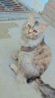 Persian Cats for sale in Aligarh, Uttar Pradesh, India. price: 12,000 INR