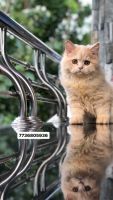 Persian Cats for sale in Koratty, Kerala, India. price: 3,500 INR