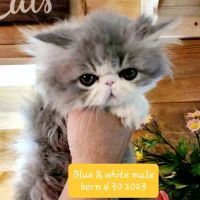 Persian Cats for sale in Perrysburg, OH 43551, USA. price: NA