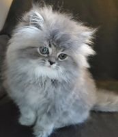 Persian Cats for sale in Chicago, IL, USA. price: $1,000