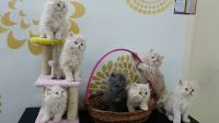 Persian Cats for sale in Periyamet, Chennai, Tamil Nadu, India. price: 10,000 INR